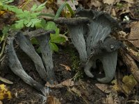 Craterellus cornucopioides 5, Hoorn-van-overvloed, Saxifraga-Willem van Kruijsbergen