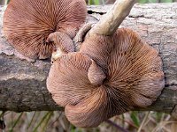 Crepidotus mollis 2, Week oorzwammetje, Saxifraga-Peter Meininger