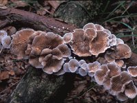 Crepidotus variabilis 1, Wit oorzwammetje, Saxifraga-Jan van der Straten