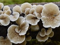 Crepidotus variabilis 10, Wit oorzwammetje, Saxifraga-Luuk Vermeer