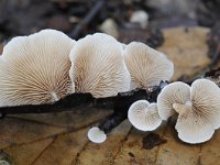 Crepidotus variabilis 13, Wit oorzwammetje, Saxifraga-Luuk Vermeer