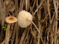 Crinipellis scabella 1, Piekhaarzwammetje, Saxifraga-Jan van der Straaten