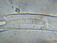 Crocicreas culmicola 1, Slijmspoorkelkje, Micro, Saxifraga-Lucien Rommelaars