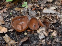 Dumontinia tuberosa 2, Anemonenbekerzwam, Saxifraga-Luuk Vermeer