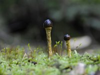 Elaphocordyceps longisegmentis 1, Grootsporige truffelknotszwam, Saxifraga-Luuk Vermeer