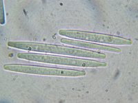 Elaphocordyceps longisegmentis 2, Grootsporige truffelknotszwam, Micro, Saxifraga-Lucien Rommelaars