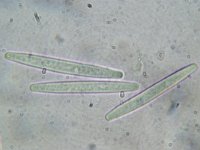 Elaphocordyceps longisegmentis 3, Grootsporige truffelknotszwam, Micro, Saxifraga-Lucien Rommelaars