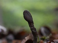 Elaphocordyceps ophioglossoides 13, Zwarte truffelknotszwam, Saxifraga-Luuk Vermeer