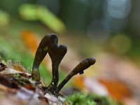 Elaphocordyceps ophioglossoides 15, Zwarte truffelknotszwam, Saxifraga-Luuk Vermeer