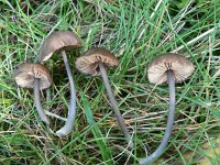 Entoloma asprellum 1, Saxifraga-Jan Willem Jongepier