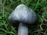 Entoloma bloxamii