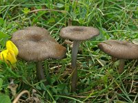 Entoloma caesiocinctum 1, Bruine zwartsneesatijnzwam, Saxifraga-Lucien Rommelaars