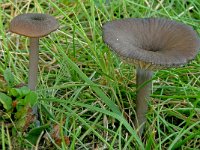 Entoloma caesiocinctum 4, Bruine zwartsneesatijnzwam, Saxifraga-Lucien Rommelaars