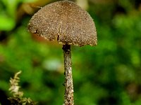 Entoloma dysthaloides 1, Kleinsporige vloksteelazijnzwam, Saxifraga-Lucien Rommelaars