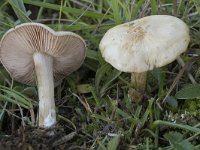 Entoloma exentricum