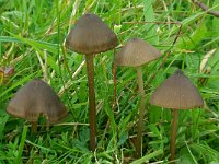 Entoloma favrei