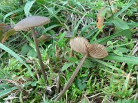 Entoloma hebes