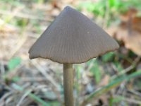 Entoloma hirtipes