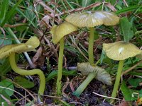 Entoloma incanum 1, Groensteelazijnzwam, Saxifraga-Lucien Rommelaars