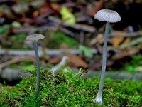 Entoloma incarnatofuscescens 1, Bosstaalsteeltje, Saxifraga-Lucien Rommelaars