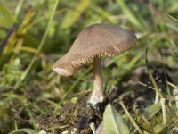 Entoloma longistriatum 1, Vaalgeel staalsteeltje, Saxifraga-Willem van Kruijsbergen