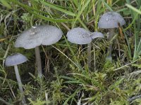 Entoloma mougeotii var fuscomarginatum 1, Lilagrijze satijnzwam, Saxifraga-Willem van Kruijsbergen