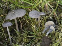 Entoloma mougeotii var fuscomarginatum 2, Lilagrijze satijnzwam, Saxifraga-Willem van Kruijsbergen