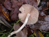 Entoloma sericatum