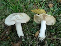 Entoloma sinuatum 2, Giftige satijnzwam, Saxifraga-Jan Willem Jongepier