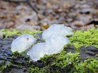 Exidia thuretiana 1, Stijfselzwam, Saxifraga-Luuk Vermeer