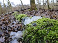 Exidia thuretiana 3, Stijfselzwam, Saxifraga-Luuk Vermeer