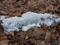 Exidiopsis effusa 2, Rozeblauwig waskorstje, Saxifraga-Jan Nijendijk