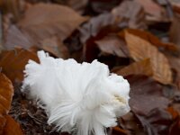 Exidiopsis effusa 3, Rozeblauwig waskorstje, Saxifraga-Jan Nijendijk