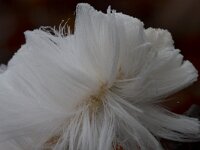 Exidiopsis effusa 4, Rozeblauwig waskorstje, Saxifraga-Jan Nijendijk.tif