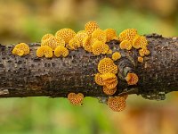 Favolaschia calocera