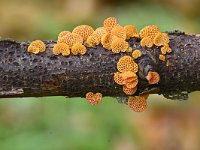 Favolaschia calocera 4, Saxifraga-Luuk Vermeer