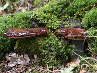 Fistulina hepatica 14, Biefstukzwam, Saxifraga-Luuk Vermeer