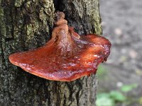 Fistulina hepatica 17, Biefstukzwam, Saxifraga-Luuk Vermeer