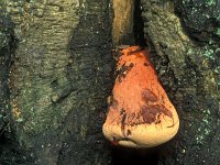 Fistulina hepatica 3, Biefstukzwam, Saxifraga-Jan de Laat