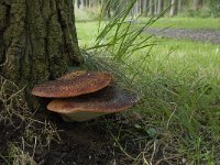 Fistulina hepatica 6, Biefstukzwam, Saxifraga-Willem van Kruijsbergen