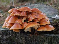 Flammulina velutipes 1, Gewoon fluweelpootje, Saxifraga-Willem van Kruijsbergen