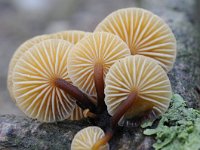 Flammulina velutipes 10, Gewoon fluweelpootje, Saxifraga-Luuk Vermeer