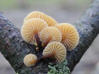 Flammulina velutipes 11, Gewoon fluweelpootje, Saxifraga-Luuk Vermeer