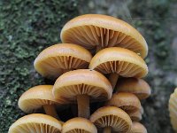 Flammulina velutipes 14, Gewoon fluweelpootje, Saxifraga-Luuk Vermeer