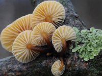 Flammulina velutipes 25, Gewoon fluweelpootje, Saxifraga-Luuk Vermeer