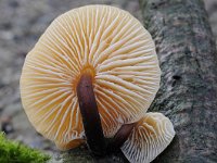 Flammulina velutipes 26, Gewoon fluweelpootje, Saxifraga-Luuk Vermeer