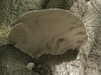 Fomes fomentarius 1, Echte tonderzwam, Saxifraga-Willem van Kruijsbergen