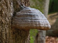 tonderzwam  tonderzwam : Fomes fomentarius