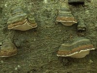 Fomes fomentarius 17, Echte tonderzwam, Saxifraga-Willem van Kruijsbergen