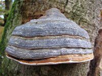 Fomes fomentarius 18, Echte tonderzwam, Saxifraga-Bart Vastenhouw  Echte tonderzwam